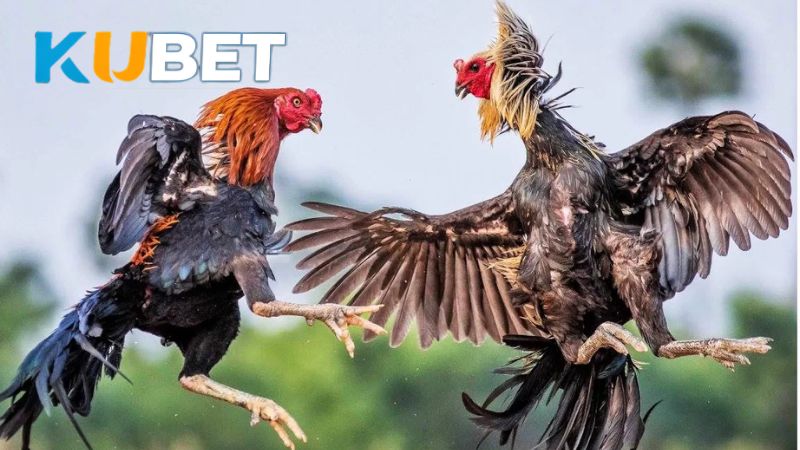 Lựa chọn chiến kê tại Đá Gà KUBET dựa vào quan sát trước trận