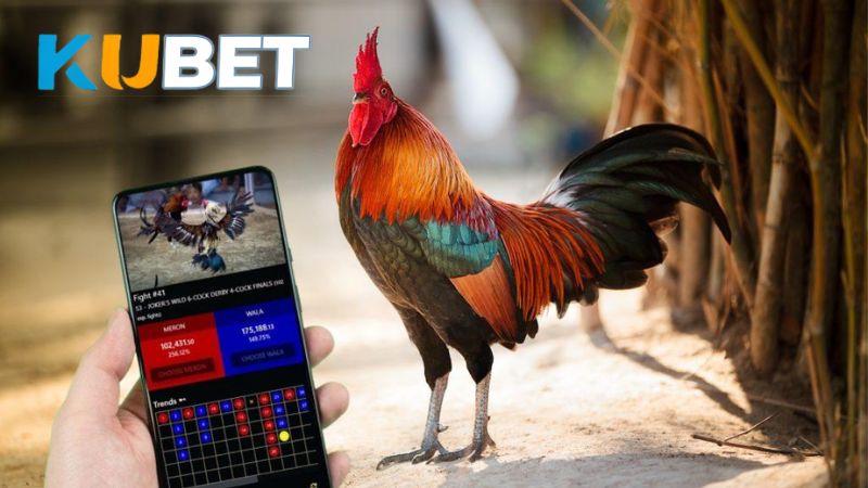 Tại sảnh Đá Gà KUBET hội tụ nhiều giống gà nổi tiếng